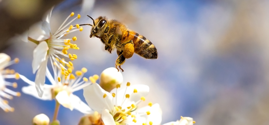Zázračný prášek včelí pyl