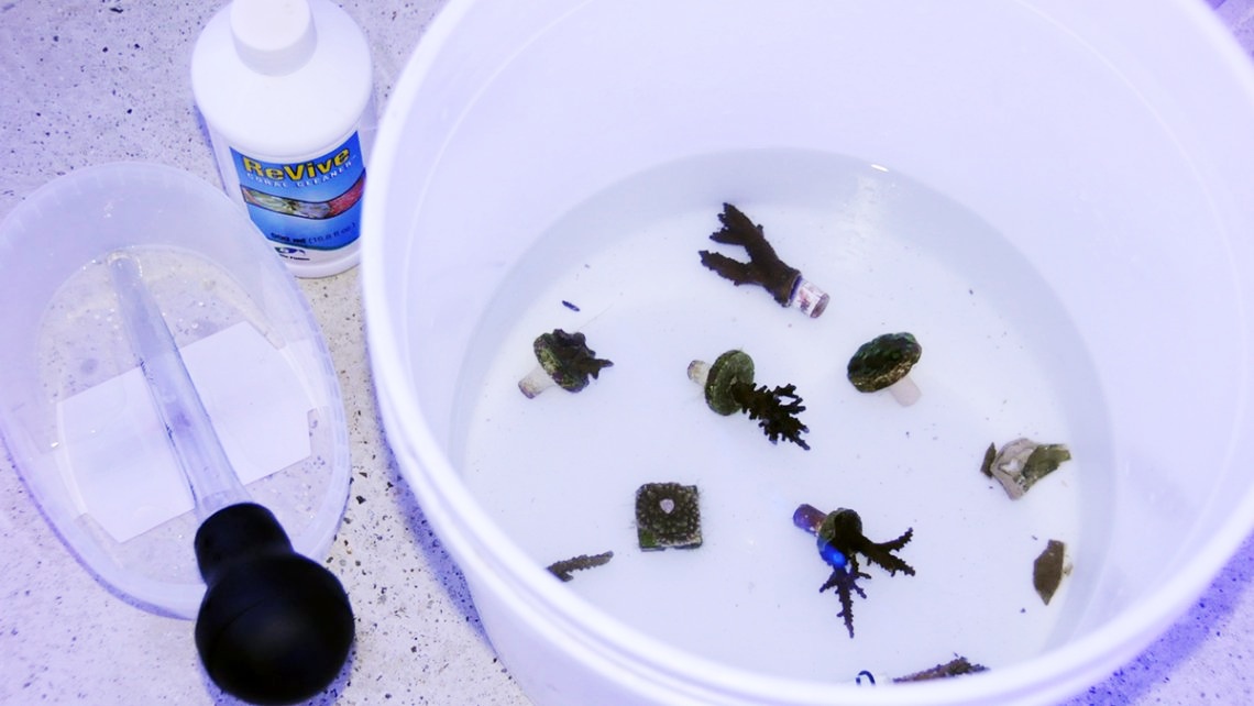 Správna aklimatizácia I.časť - koraly