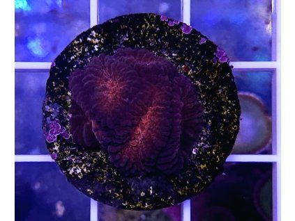 Favia sp. DOUBLE RED