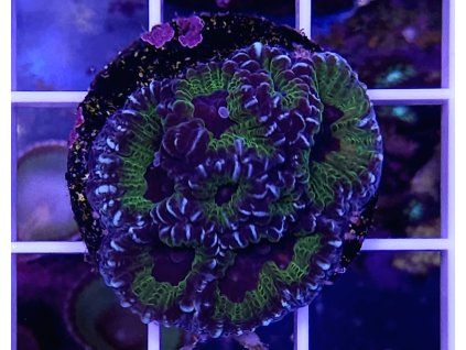 Favia sp. RAZOR EDGE