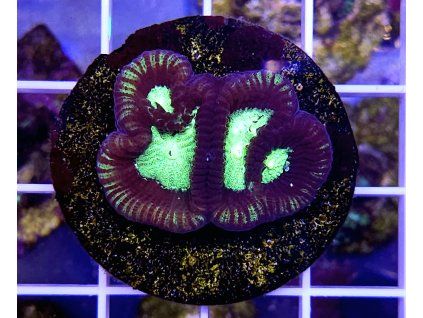 Favites complanata sp.RADIATION