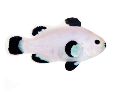 Amphiprion ocellaris SNOW STORM