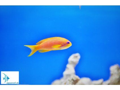 Pseudanthias squamipinnis