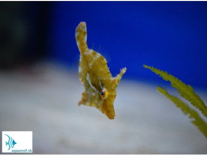 Acreichthys tomentosus