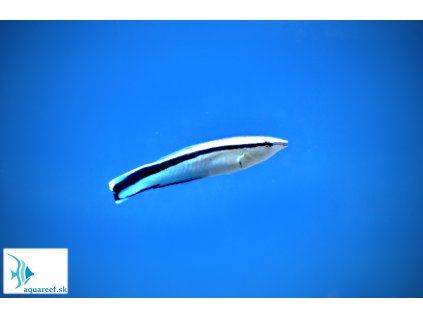 Labroides dimidiatus