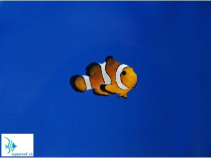 Amphiprion ocellaris