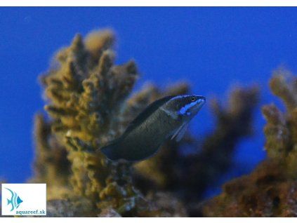 Pseudochromis springeri