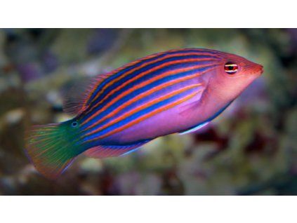 pseudocheilinus hexataenia