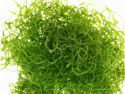 Chaetomorpha linum (Chaeto)