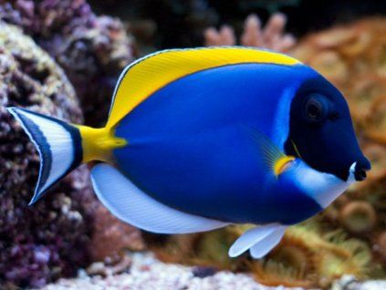 acanthurus leucosternon