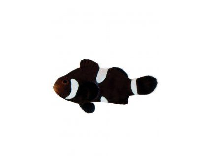 amphiprion ocellaris black misbar