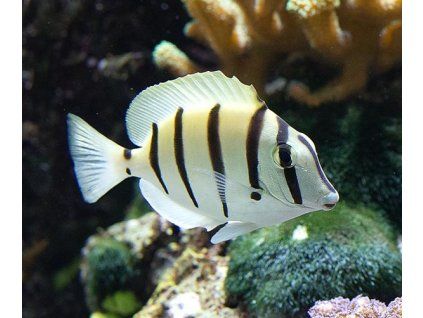 Acanthurus triostegus1