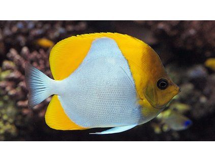 hemitaurichthys polylepis