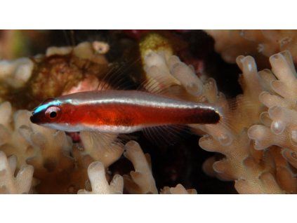 Eviota nigriventris
