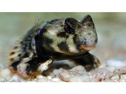 synchiropus ocellatus1