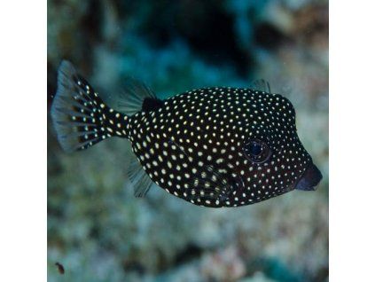 ostracion meleagris