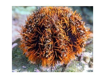 tripneustes gratilla