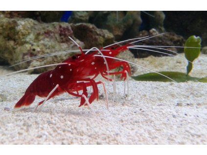 lysmata debelius par