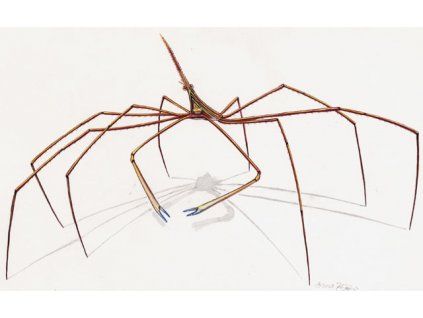 stenorhynchus seticornis