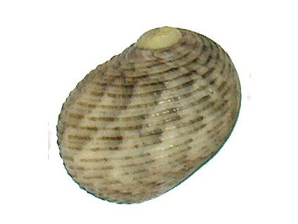 Nerita undata striata