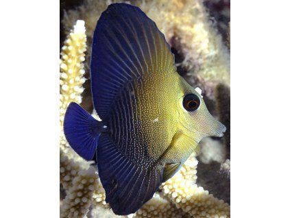 Zebrasoma scopas