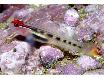 elacatinus puncticulatus II