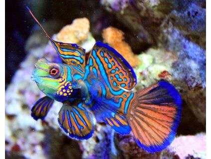 synchiropus splendidus I