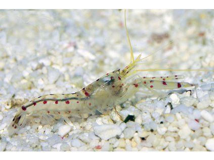 alpheus rubromaculatus