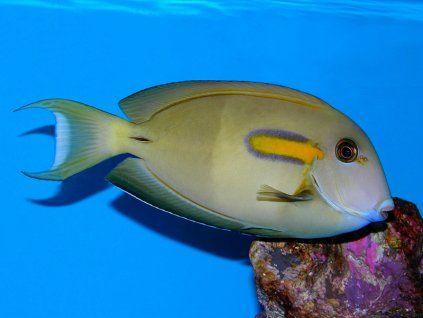 Acanthurus olivaceus