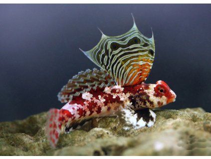 Synchiropus stellatus