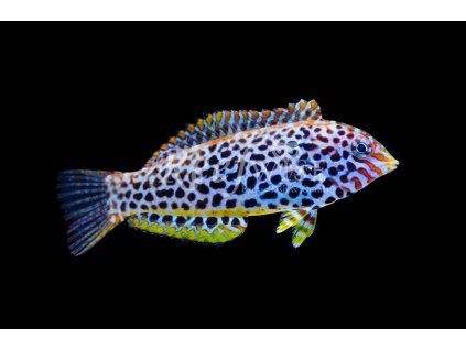 Macropharyngodon meleagris II