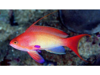 Pseudanthias squamipinnis II