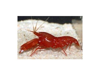 Alpheus bisinctus II