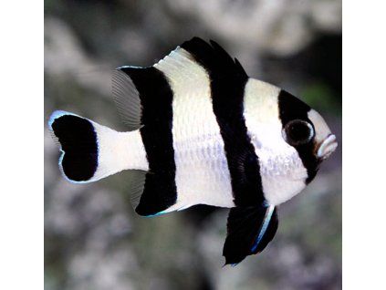 Dascylus melanurus II