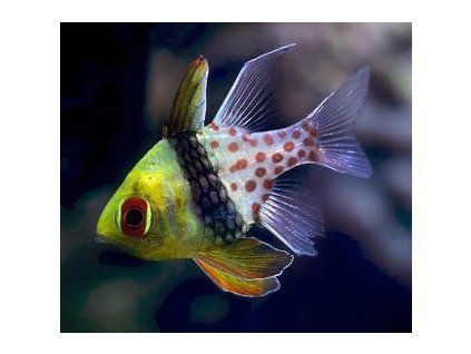 Sphaeramia nematoptera II