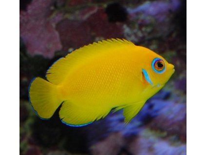 centropyge flavissima II