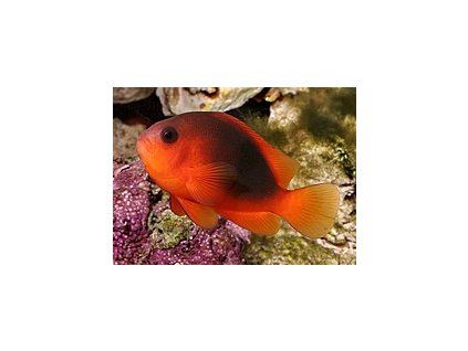 Amphiprion ephippium