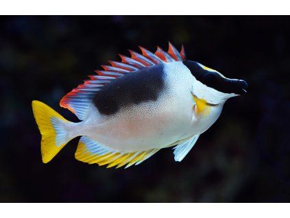 siganus magnificus