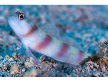 amblyeleotris steinitzi5