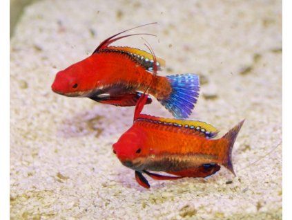 cirrhilabrus rubriventralis2