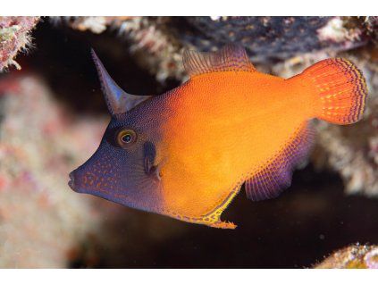 pervagor melanocephalus1