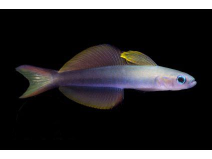 Ptereleotris evides1