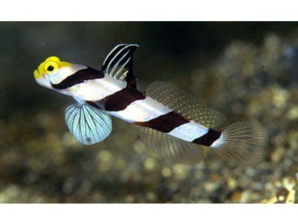 Stonogobiops xanthorhinica1