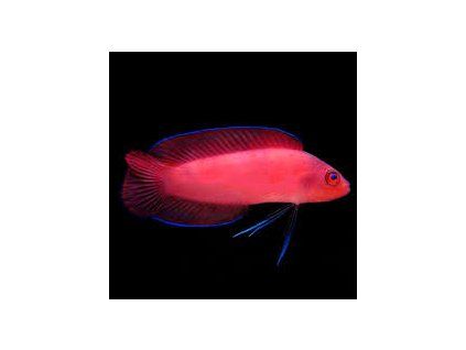 Pseudoplesiops typus 1