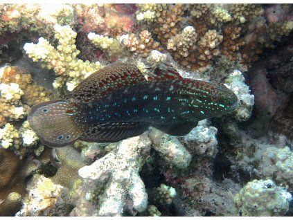 Amblygobius semicinctus
