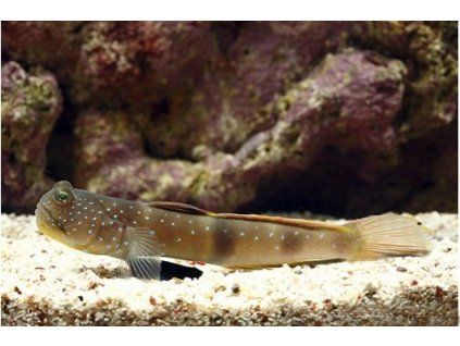 Cryptocentrus pavoninoides 1