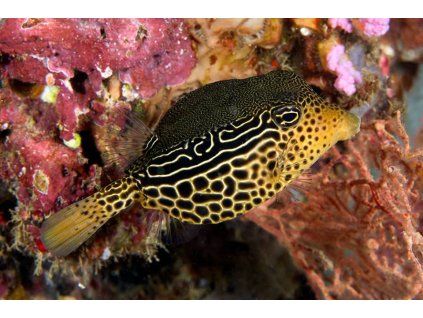 Ostracion solorensis samica 1