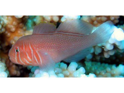 gobiodon rivulatus1