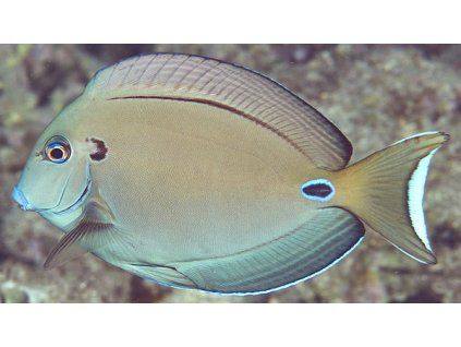 Acanthurus tennentii1