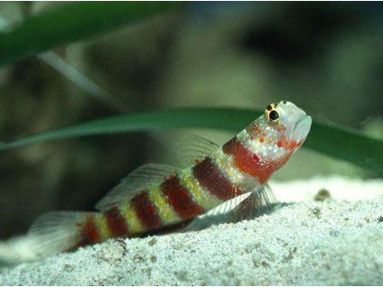 amblyeleotris wheeleri